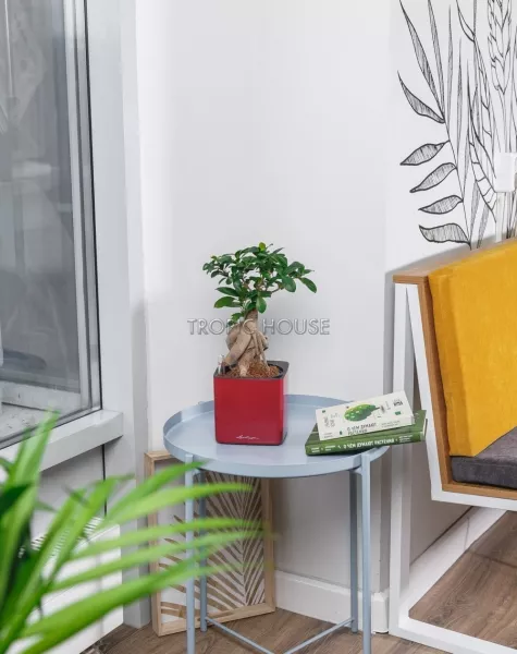 Фикус Бонсай в CUBE GLOSSY 14