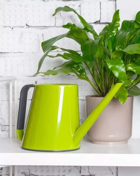 Лейка для комнатных цветов Loft (зеленый)