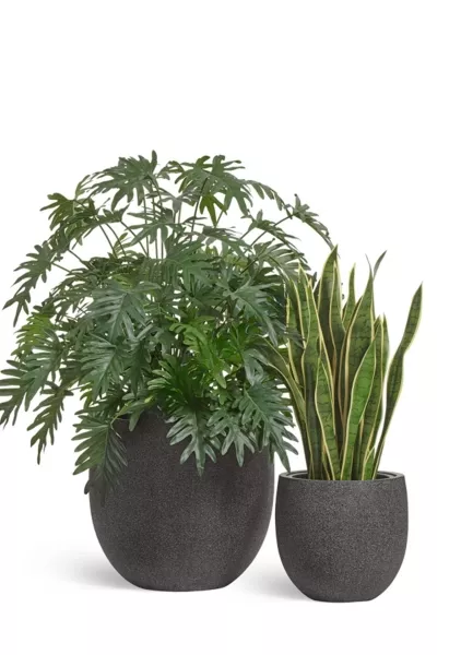 Кашпо TREEZ Effectory, Stone, Чаша classic, Тёмно-серый камень