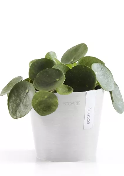 Ecopots Amsterdam Mini 13