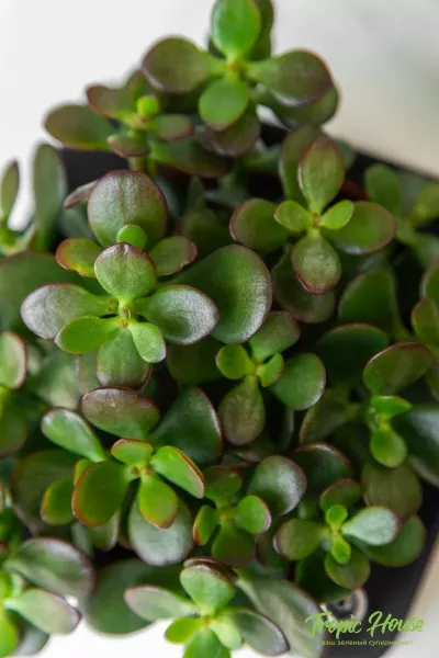 Овата минор в PURO 20