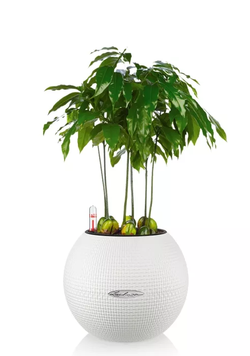 Каштаноспермум в PURO 20, белый