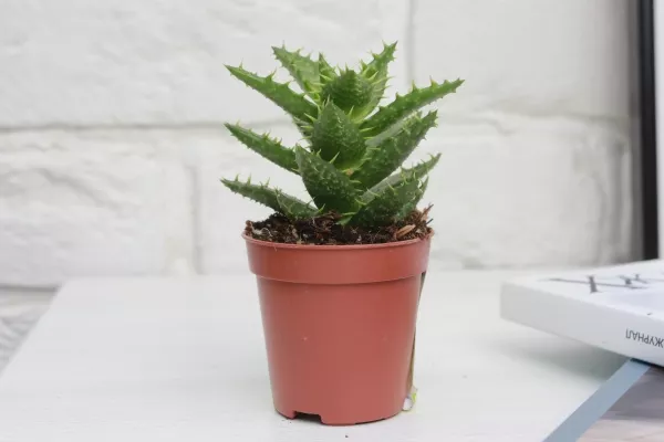 Алоэ Хавортия микс 5 см в CUBE GLOSSY 14