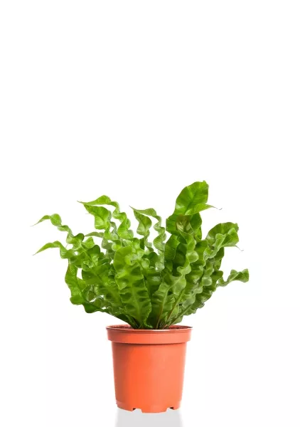 Асплениум Криспи Вейв 12/30 см