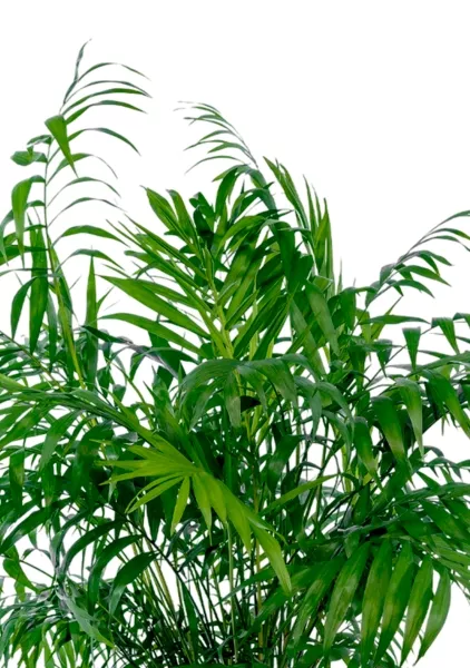 Хамедорея Элеганс 20/100 см в CUBE 30