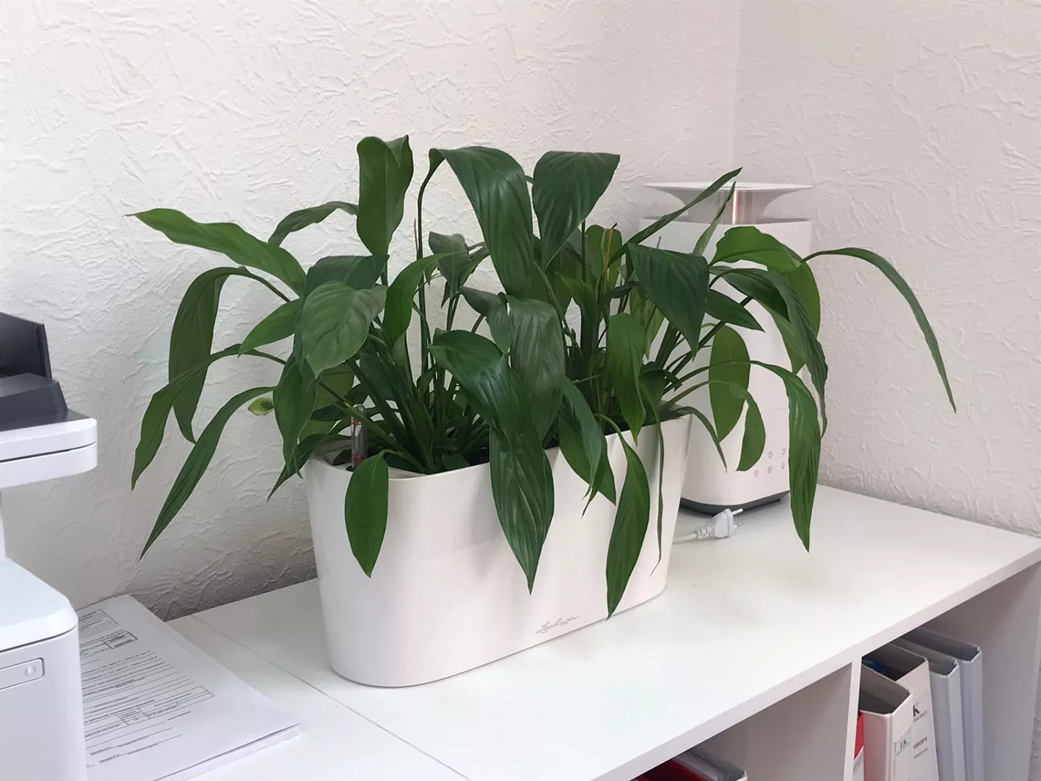 ВЫЕЗДНАЯ ПЕРЕСАДКА РАСТЕНИЙ