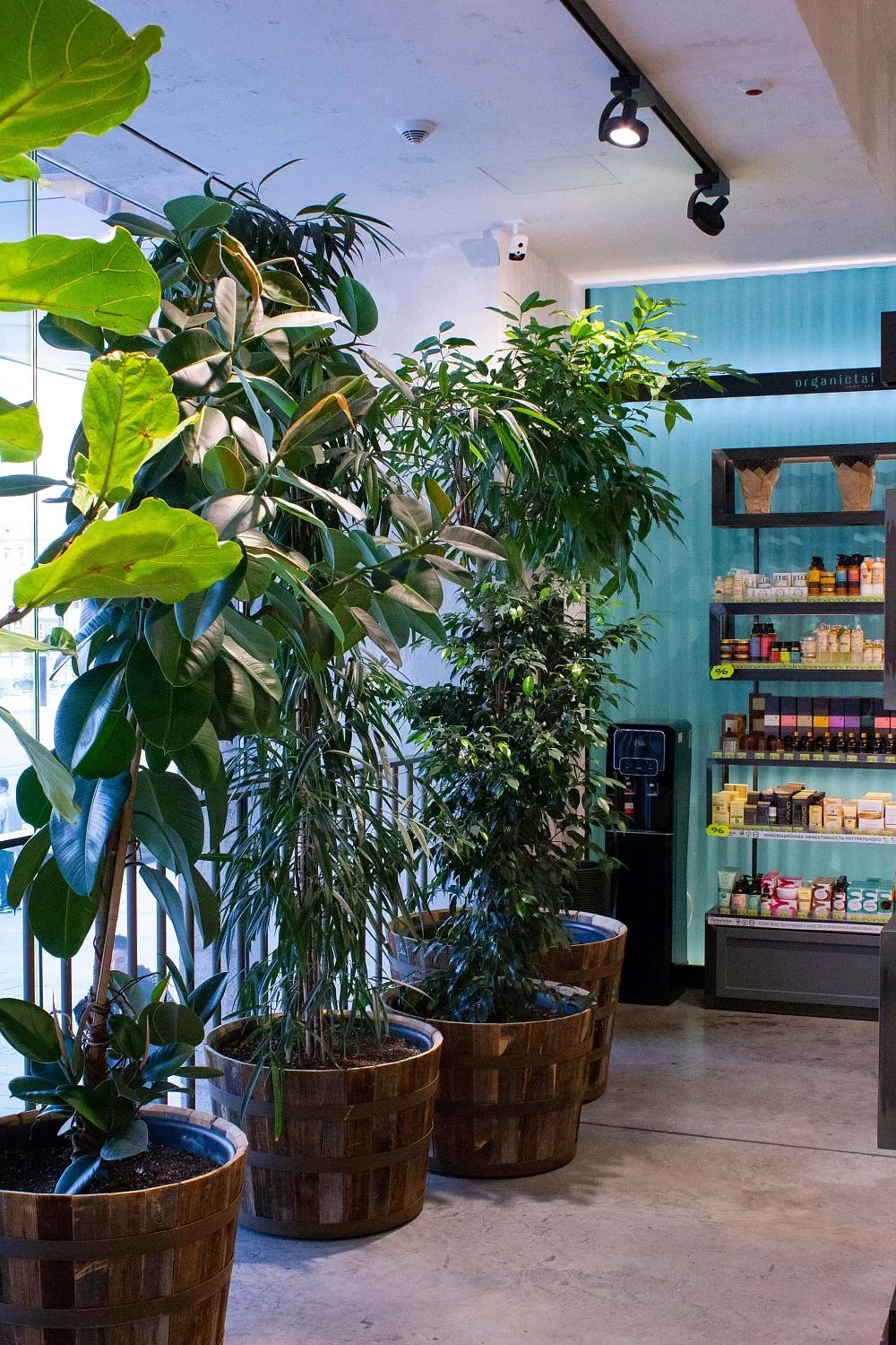 Золотое Яблоко