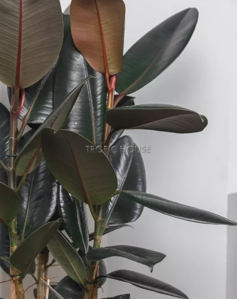 Фикус Эластика Абиджан в CUBICO 30