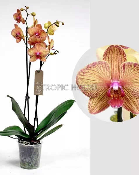 Орхидея Фаленопсис оранжевая 12/60 см