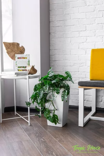 Монстера Манки в CUBICO COLOR 22