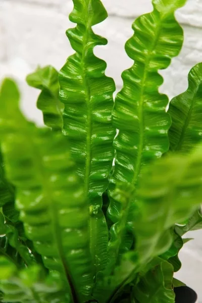 Асплениум Криспи Вейв 12/30 см в ARIA 14 jumper