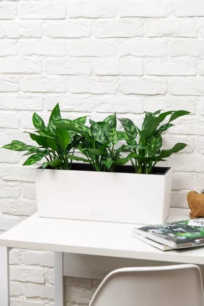 Аглаонема Мария в BALCONERA COLOR 50