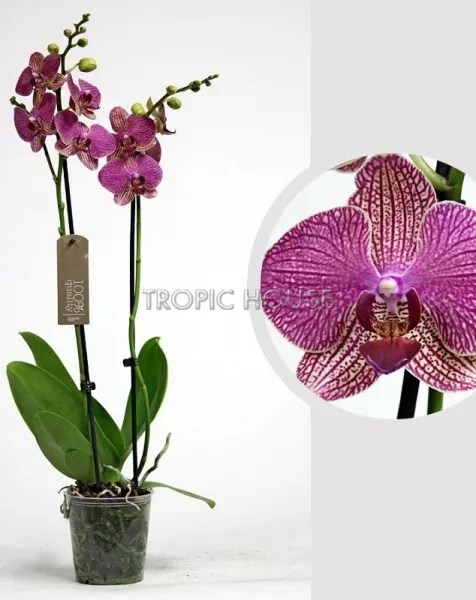 Орхидея Фаленопсис темно-фиолетовая 12/60 см