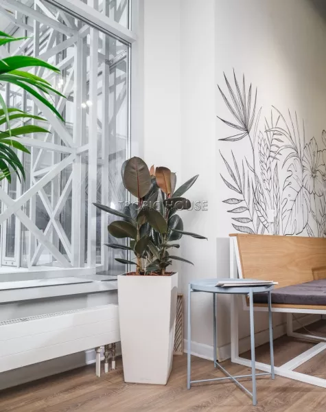 Фикус Эластика Абиджан в CUBICO 30