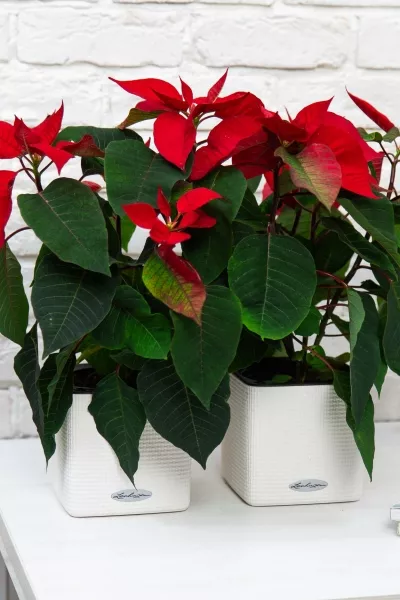 Пуансеттия 12/40 см в CUBE COLOR 14