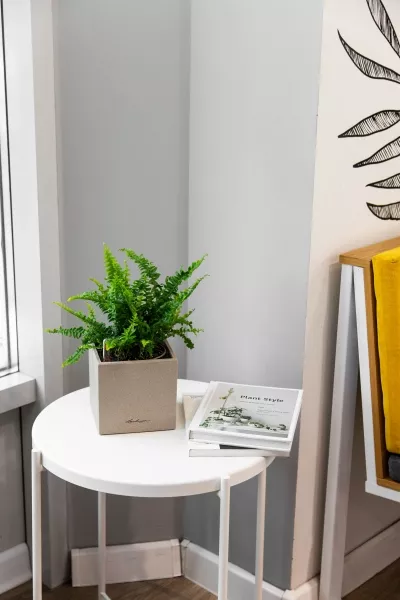 Нефролепис в CANTO STONE 14