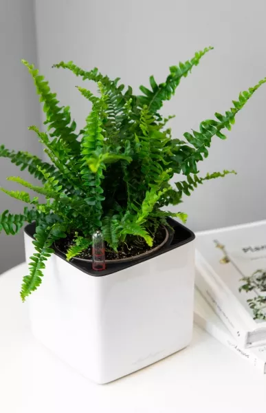 Нефролепис в CUBE GLOSSY 14