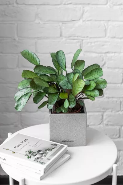 Ктенанта Амагрис в CANTO STONE 14