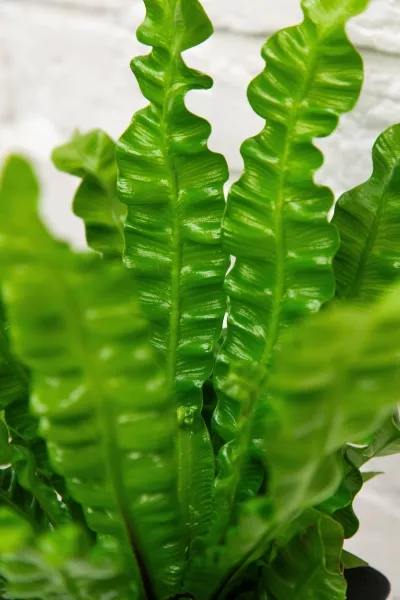 Асплениум Криспи Вейв 12/30 см