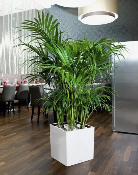 Кашпо LECHUZA CUBE 40х40 см