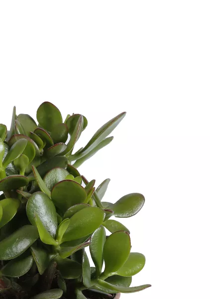 Набор Крассул в CUBE COLOR 14