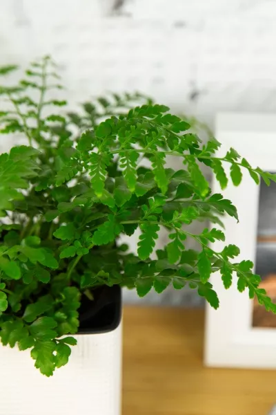 Папоротник Парвати 12/25 см