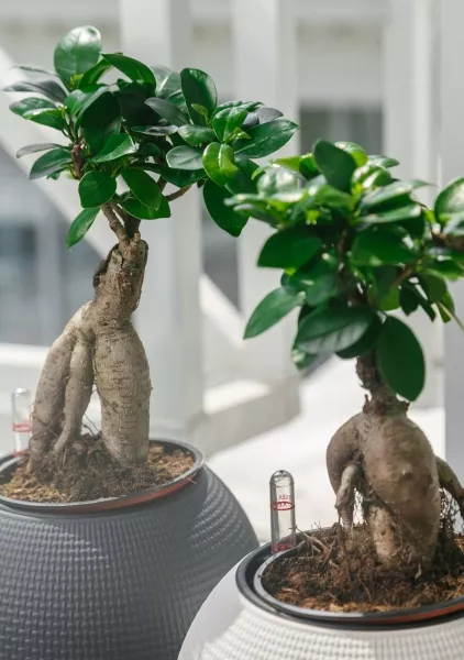 Фикус бонсай в PURO 20