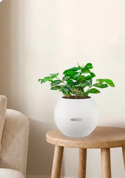 Драцена Суркулоза в PURO 20