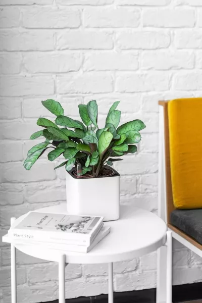 Ктенанта Амагрис 12/30 см