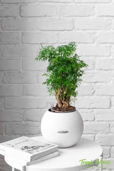 Полисциас Фрутикоза PURO 20