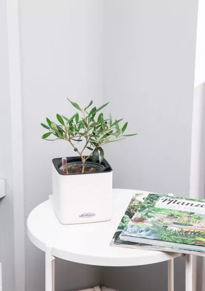 Олива в CUBE COLOR 14