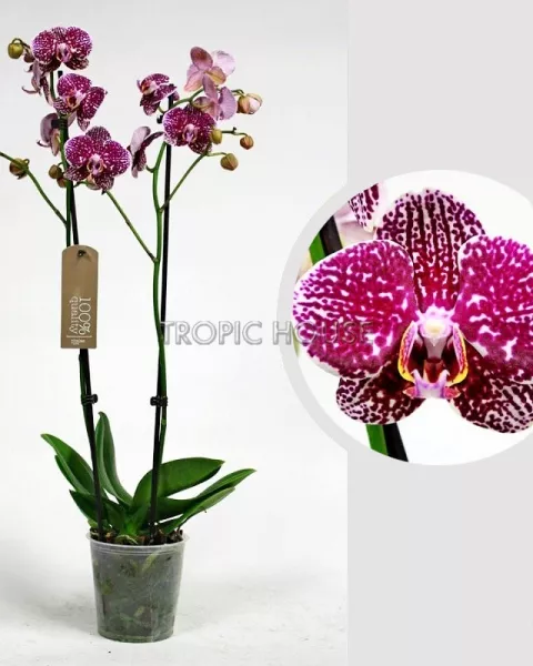 Орхидея Фаленопсис розовая пятнистая 12/60 см
