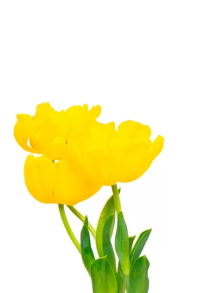 Тюльпан 7/15 см в MINI DELTINI 10