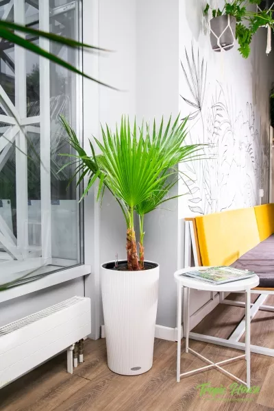 Вашингтония 21/110 см