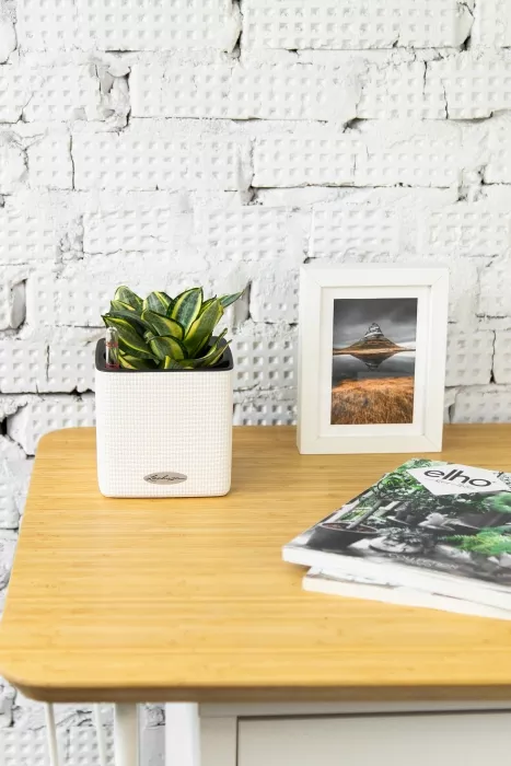 Сансевиерия Голден Ханни в CUBE COLOR 14