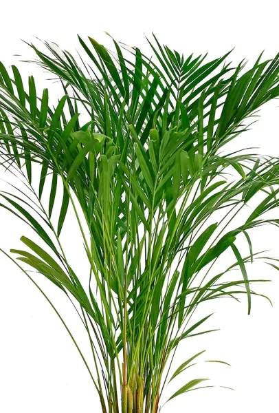 Хризалидокарпус Арека 19/120 в CUBICO 30