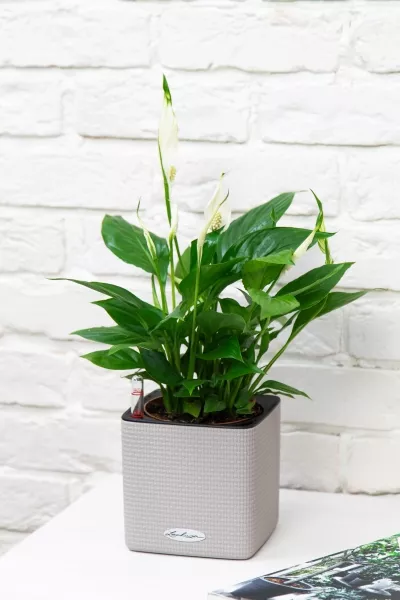 Спатифиллум 12/35 см