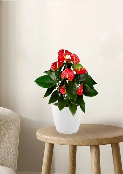 Антуриум Андрианум красный 17/60 см в CLASSICO COLOR 21