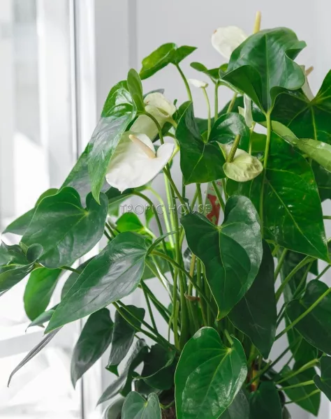 Антуриум белый в CLASSICO LS 21