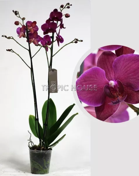 Орхидея Фаленопсис темно-фиолетовая 12/60 см