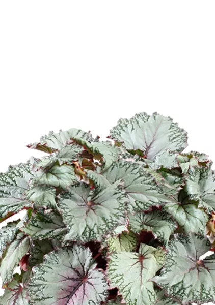 Бегония Белиф Хавайн Сильвер 13/25 см в CUBE GLOSSY KISS 14