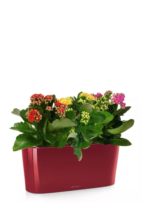 Каланхоэ цветной микс в DELTA 20, ярко-красный блестящий