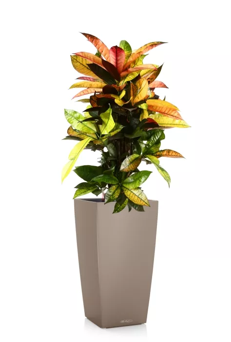 Кротон Мистер Айкетон в CUBICO COLOR 30, песочно-коричневый