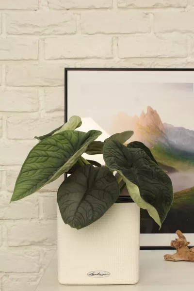 Алоказия Мело 14/20 см в CLASSICO18