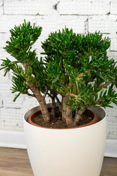 Крассула Хоббит 30/60 см в RONDO 40