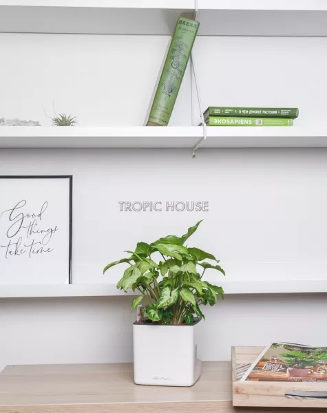 Сингониум 12/40 см