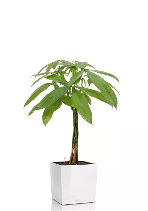 Пахира Акватика косичка 21/90 см в CUBE 30, белый блестящий