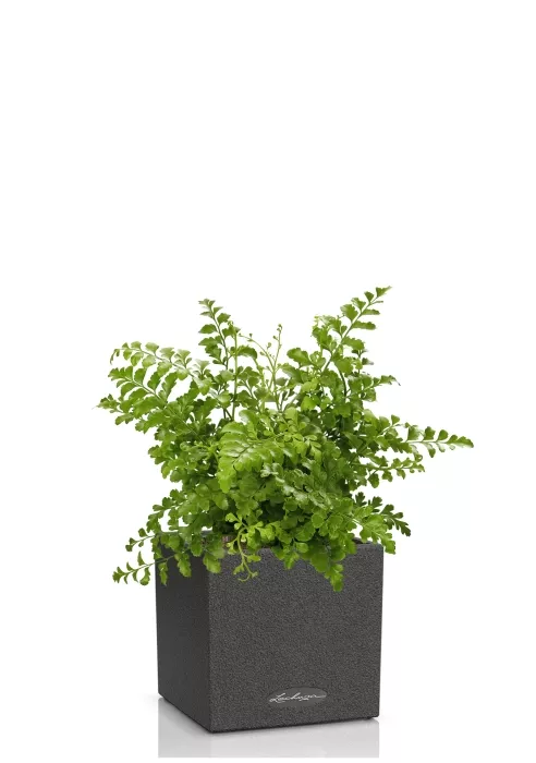Папоротник Парвати в CANTO STONE 14, графитовый черный