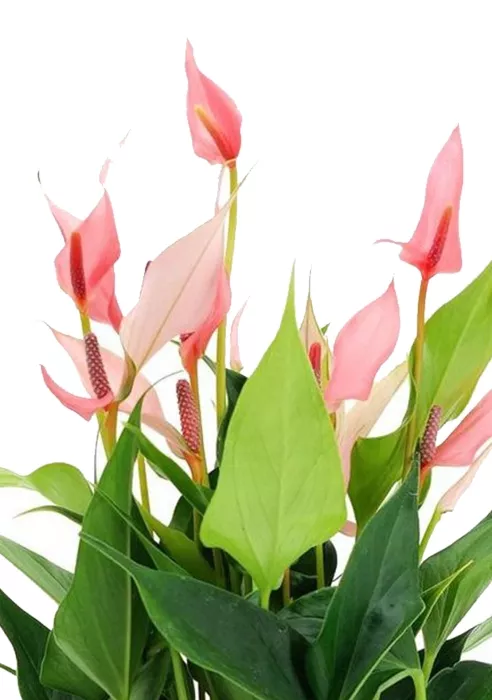 Антуриум Лилли 14/40 см