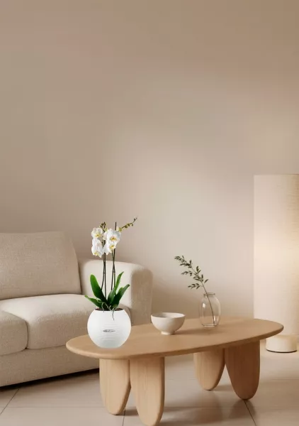 Орхидея One love в PURO 20